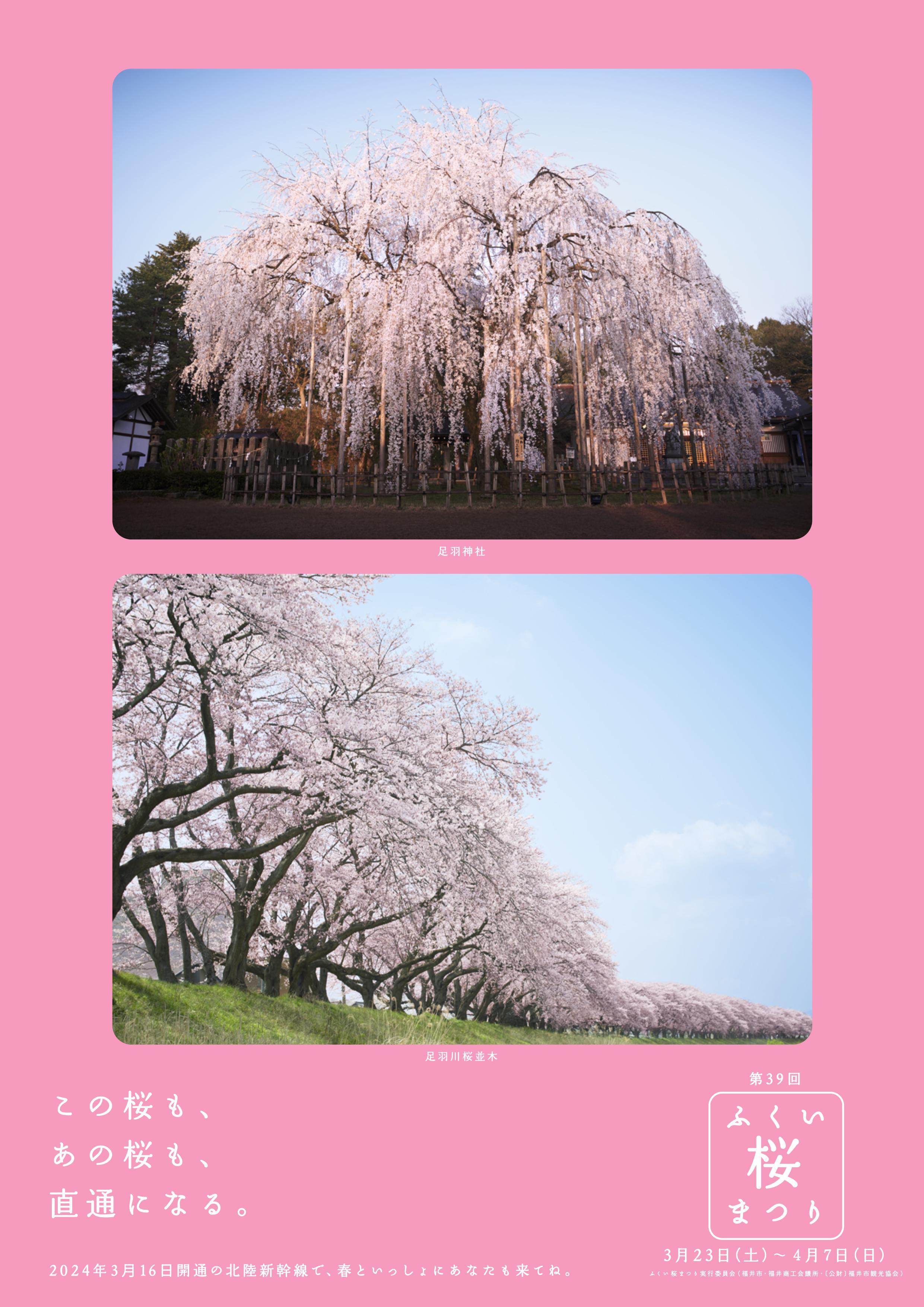 第39回ふくい桜まつりのポスター