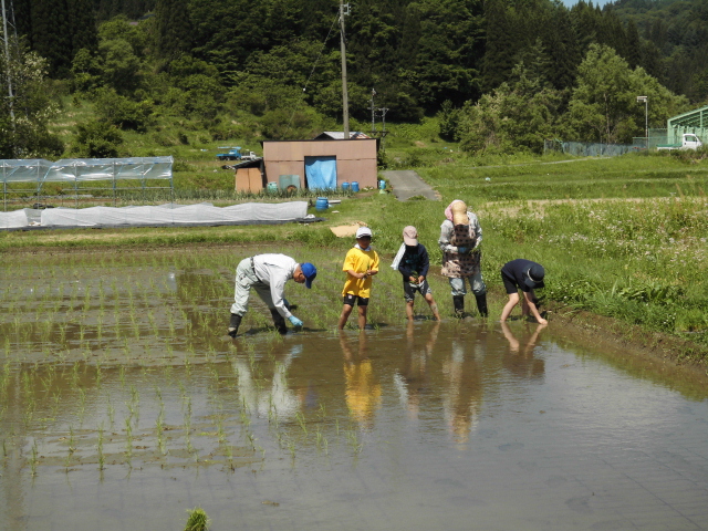 田植え