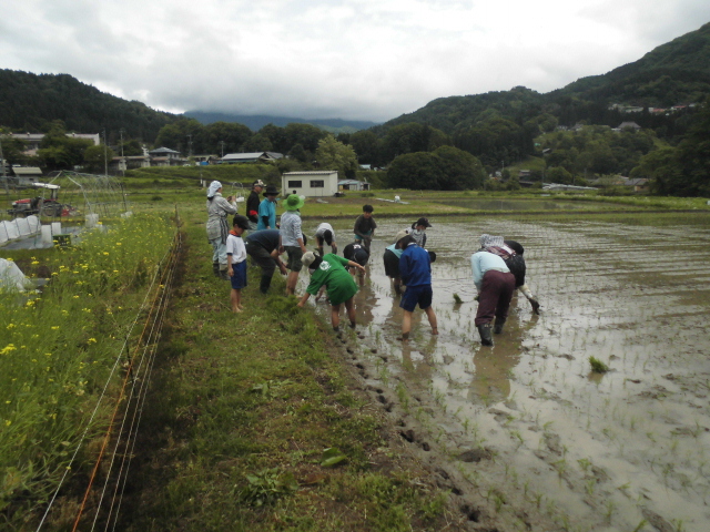 田植え体験