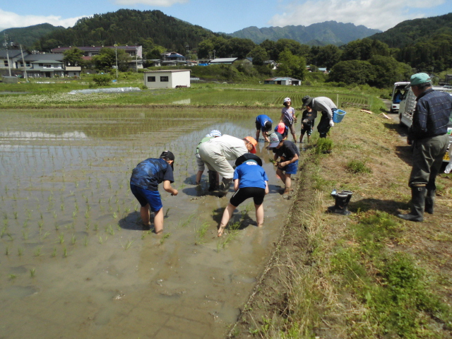 田植え