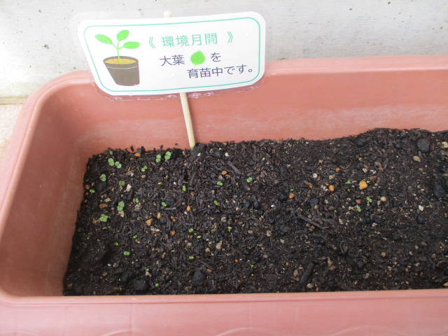 大葉