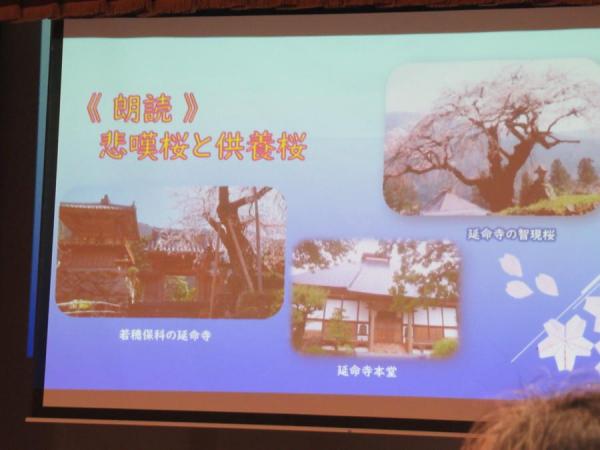 スクリーンに映し出されている悲観桜と供養桜のお話の説明