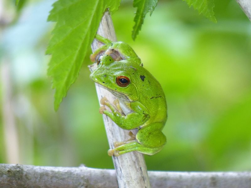 モリアオガエル