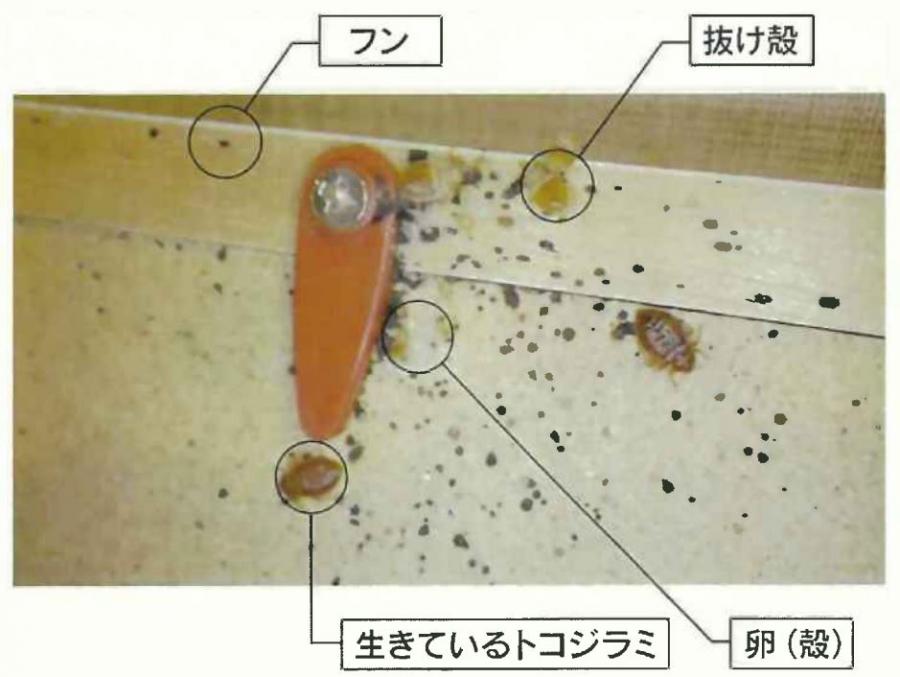 トコジラミ調査