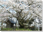 素桜神社の神代ザクラの写真