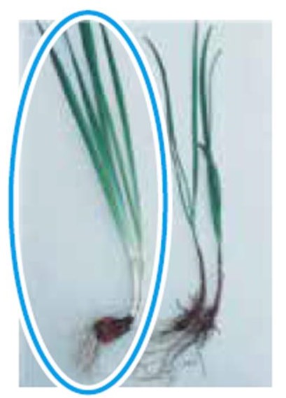 有毒スイセン(左)食用ニラ(右)の写真