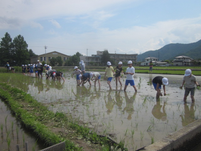 田植え