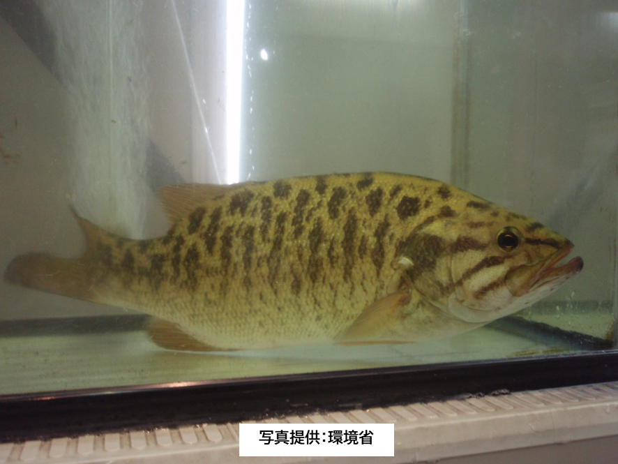 コクチバス写真