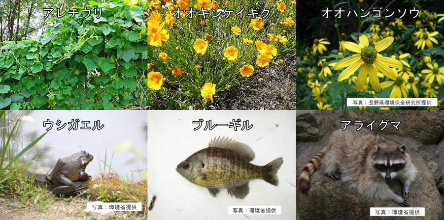 特定外来生物写真