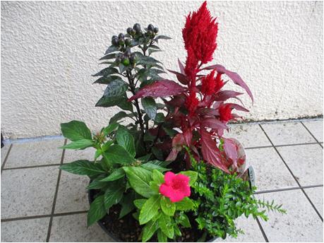 garden3-4