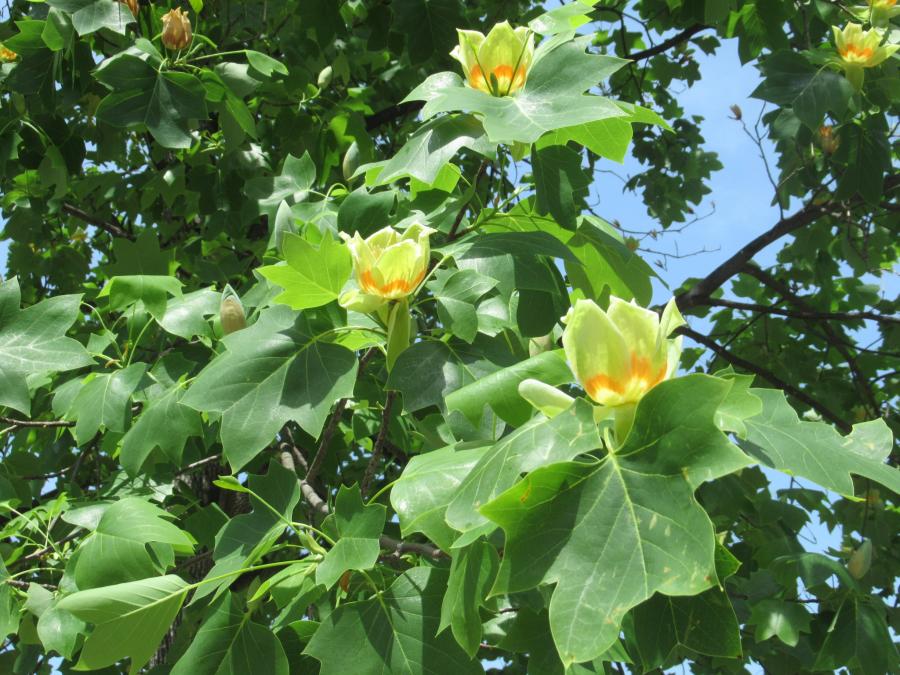 大豆島公園に咲いていたユリの木の花の写真