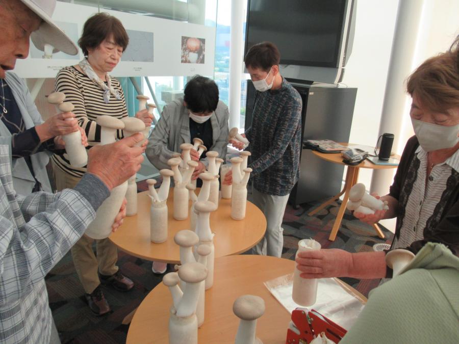 エリンギもぎ取り体験