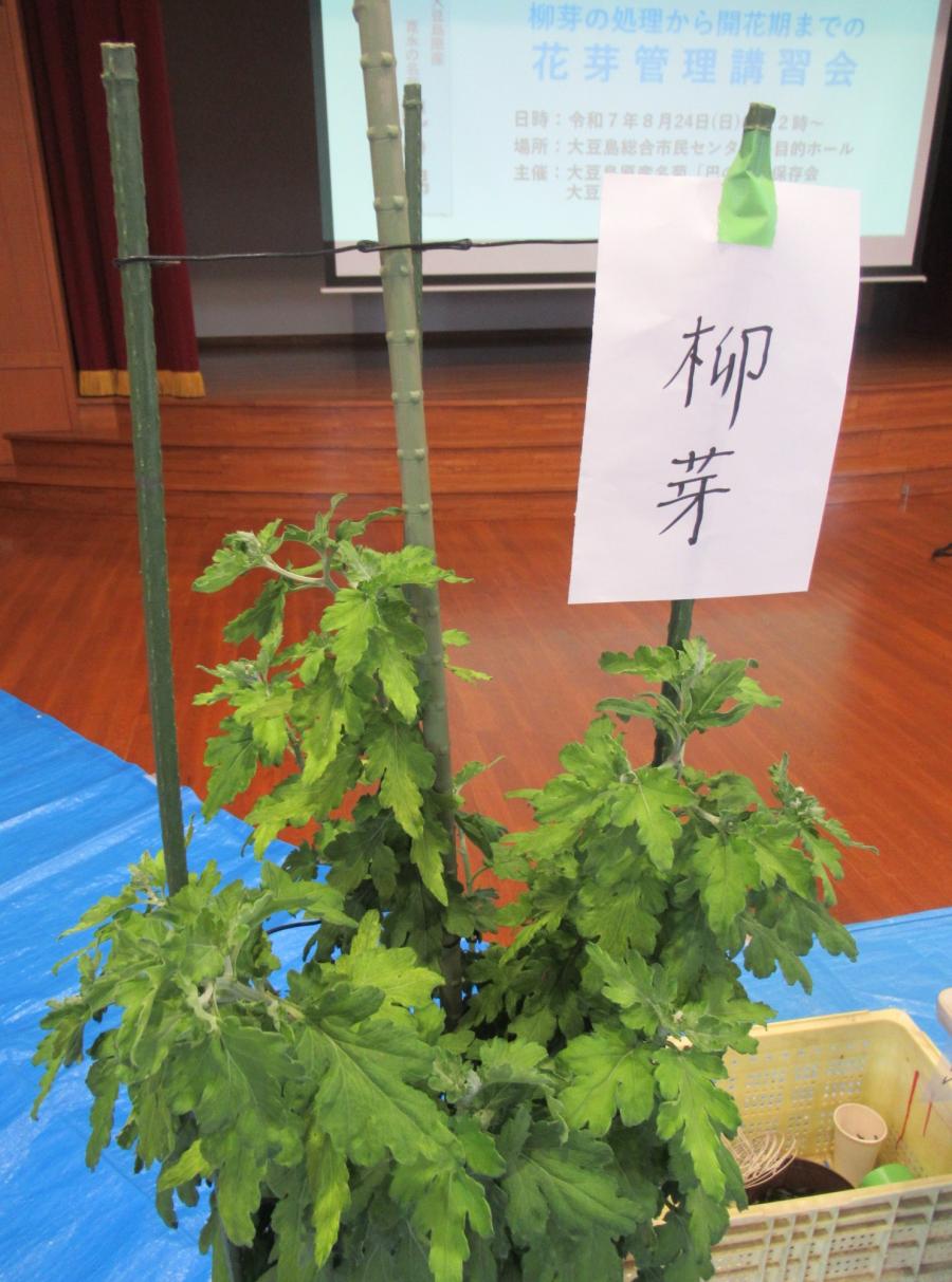 柳芽
