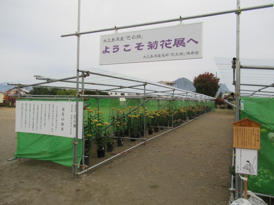 ようこそ菊花展へ
