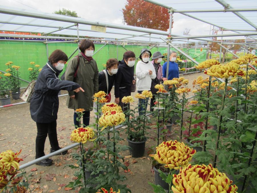 菊を愛でるご婦人達
