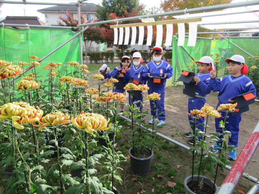 小学生の菊鑑賞