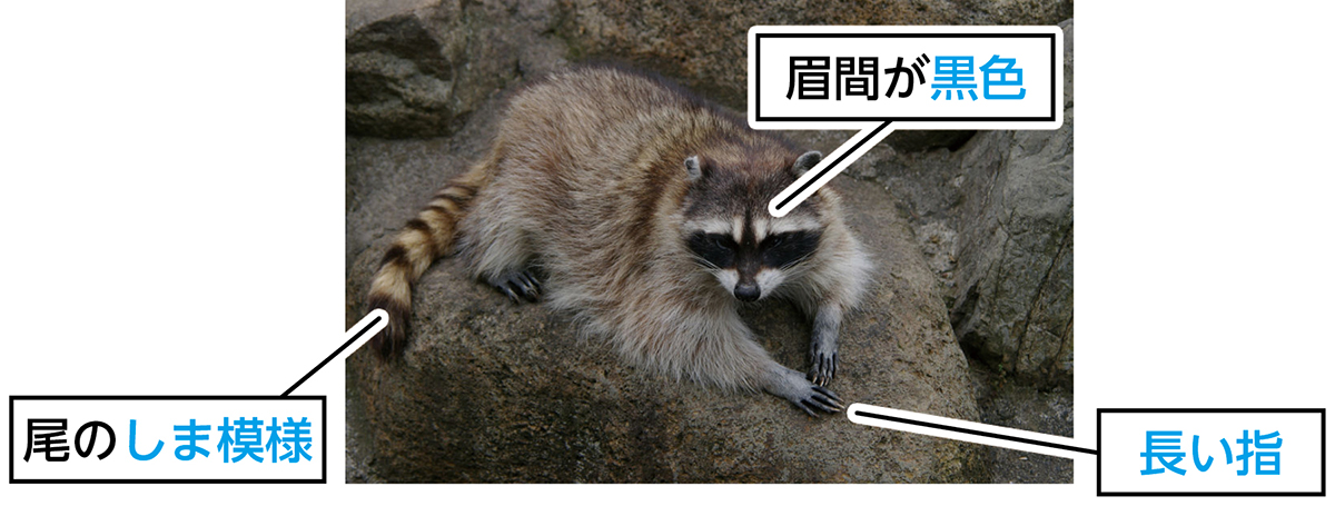 アライグマの写真
