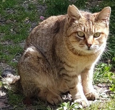 野良猫の写真