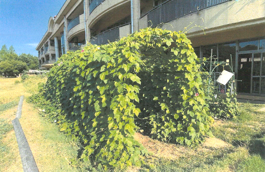 信大付属小