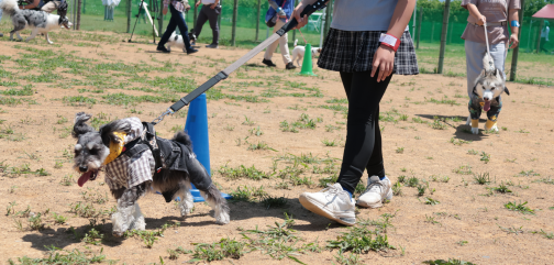 犬