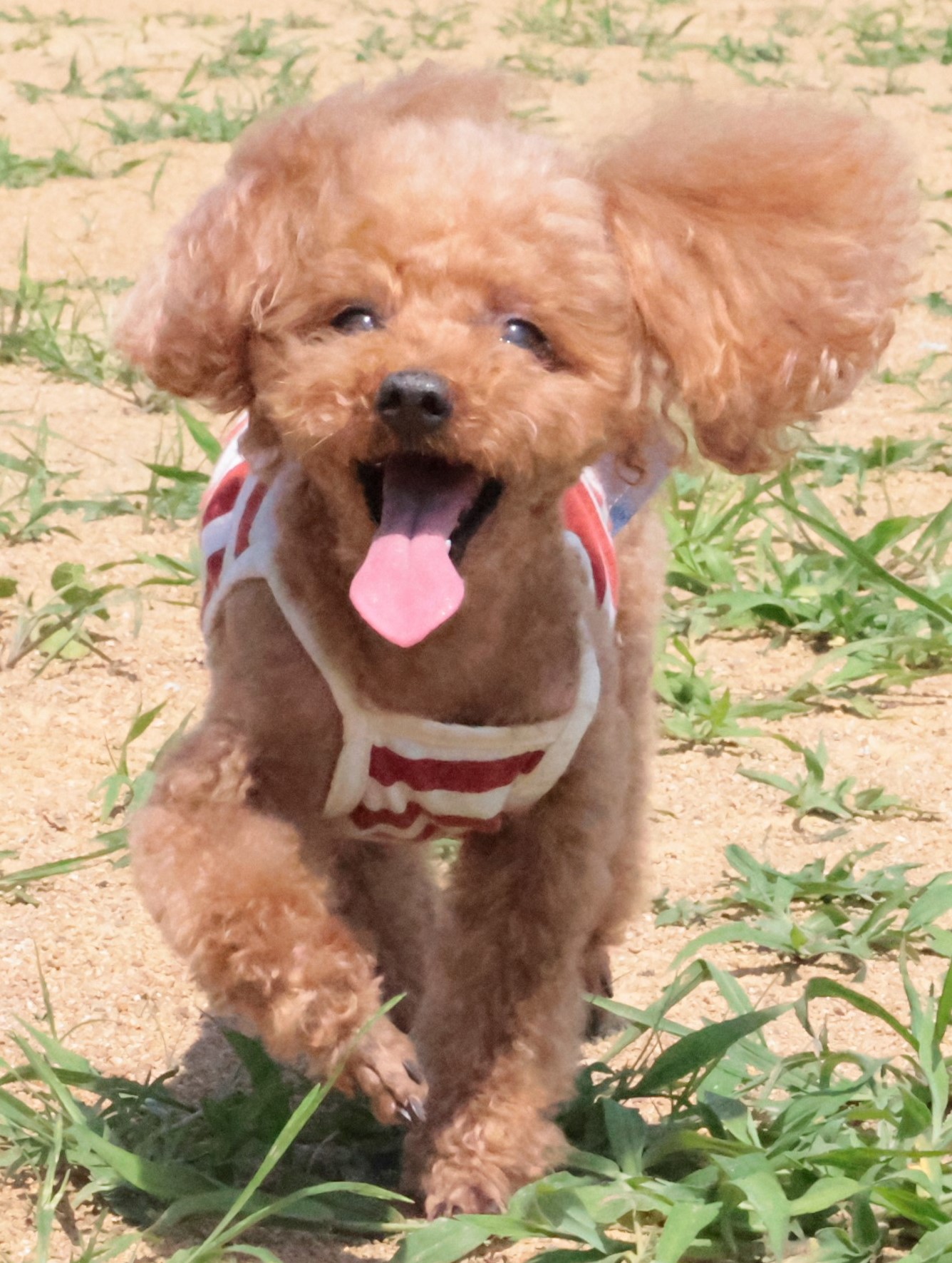 犬の写真