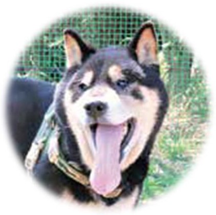 犬の写真
