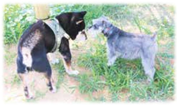 犬の写真