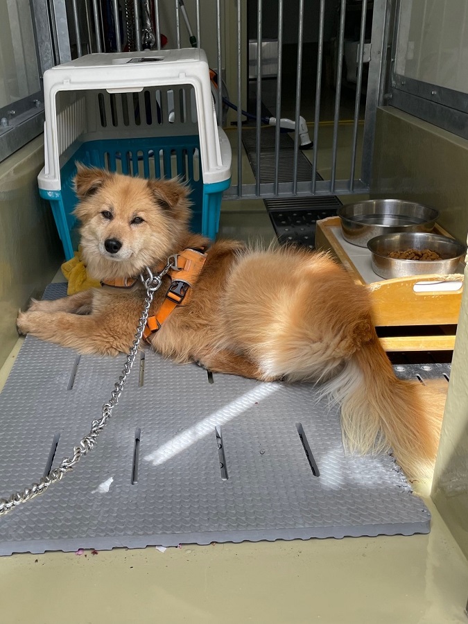 飼養室にいる犬の写真