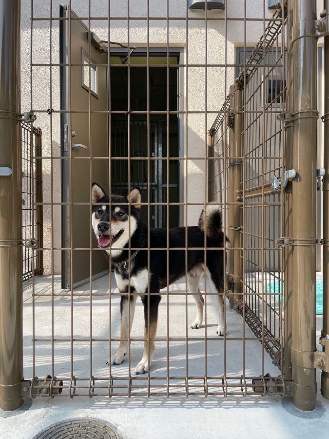 運動場にいる犬の写真