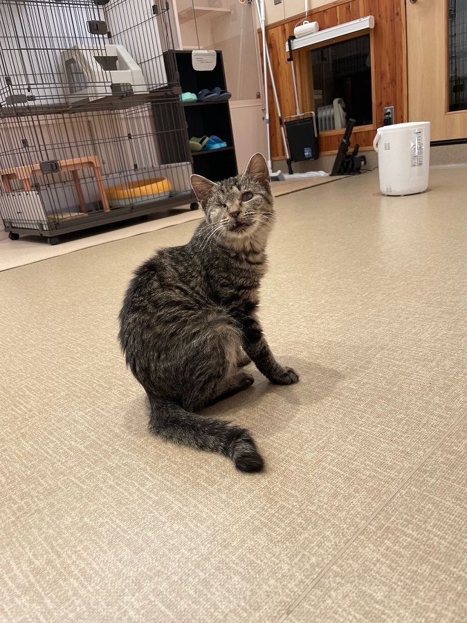飼養室にいる猫の写真