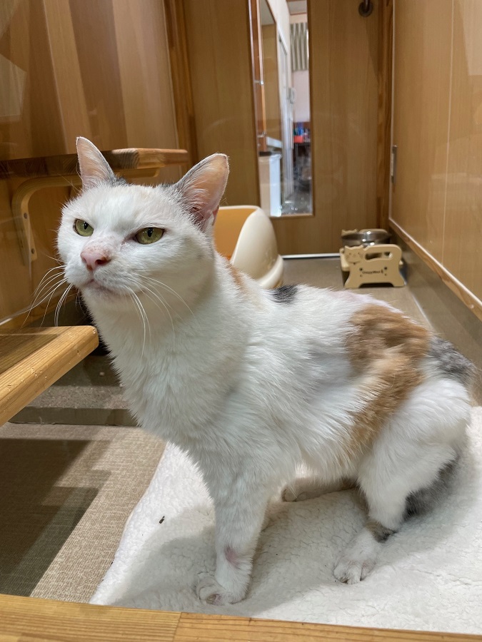 個室飼養室にいる猫の写真