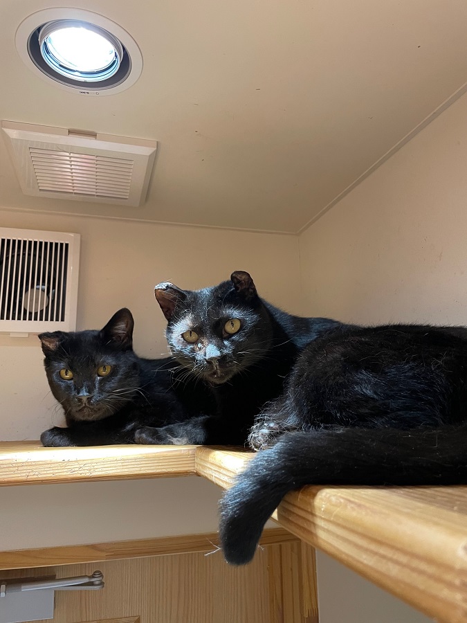 個室飼養室にいる猫の写真2