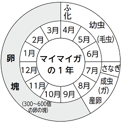 マイマイガの1年