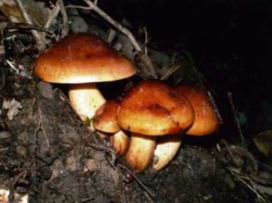 カキシメジの写真
