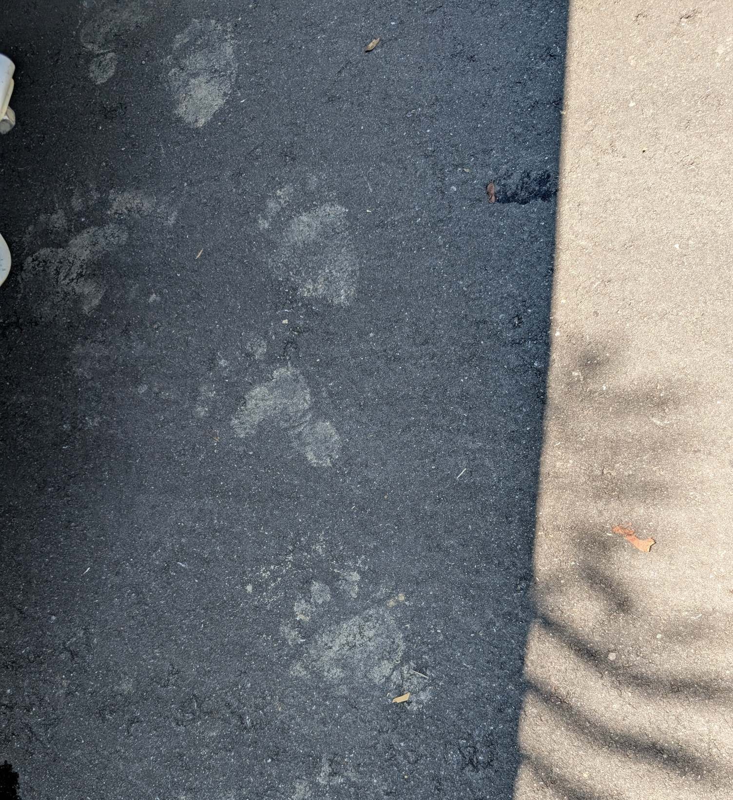 クマ足跡の写真