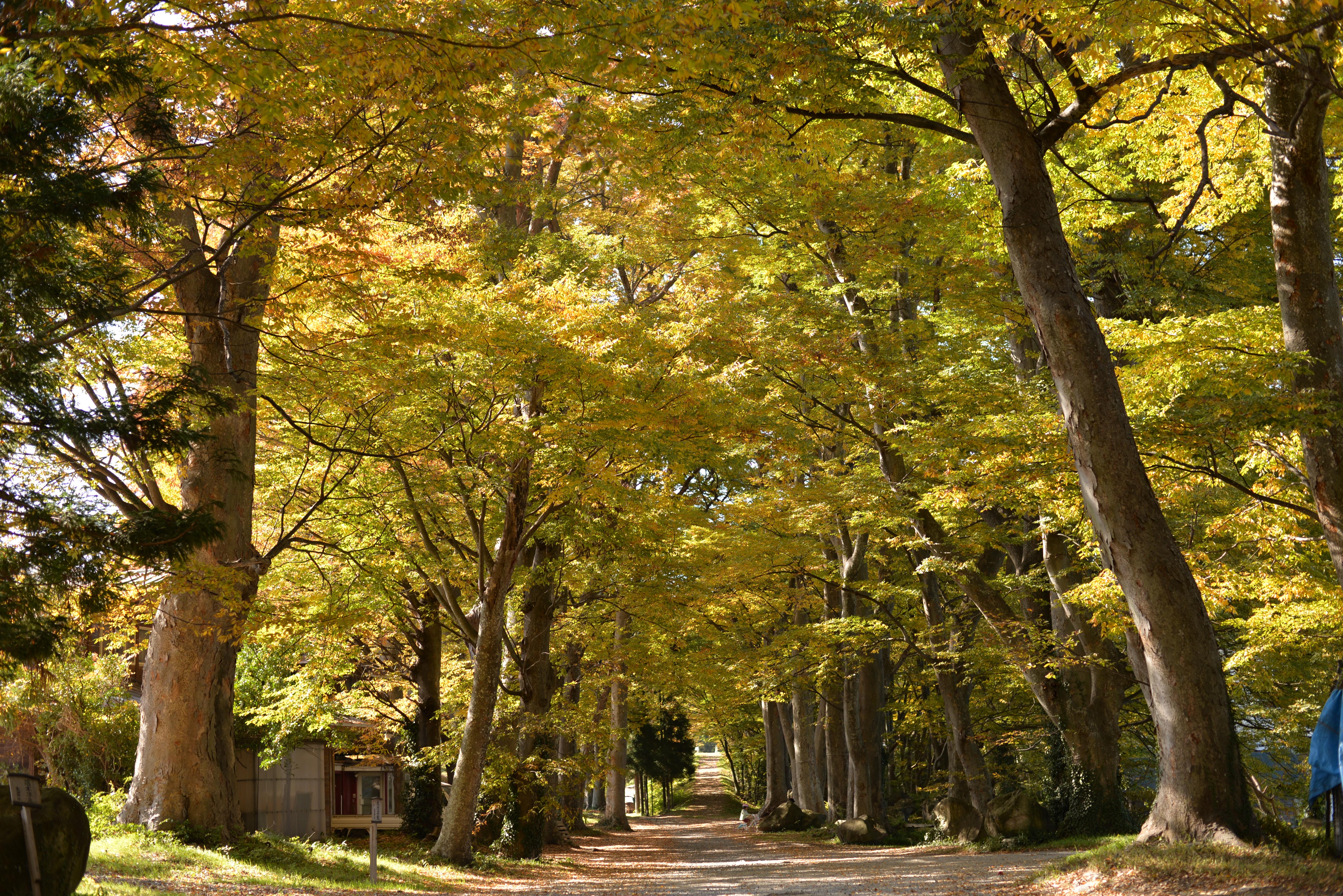 長田神社参道のケヤキ並木の写真