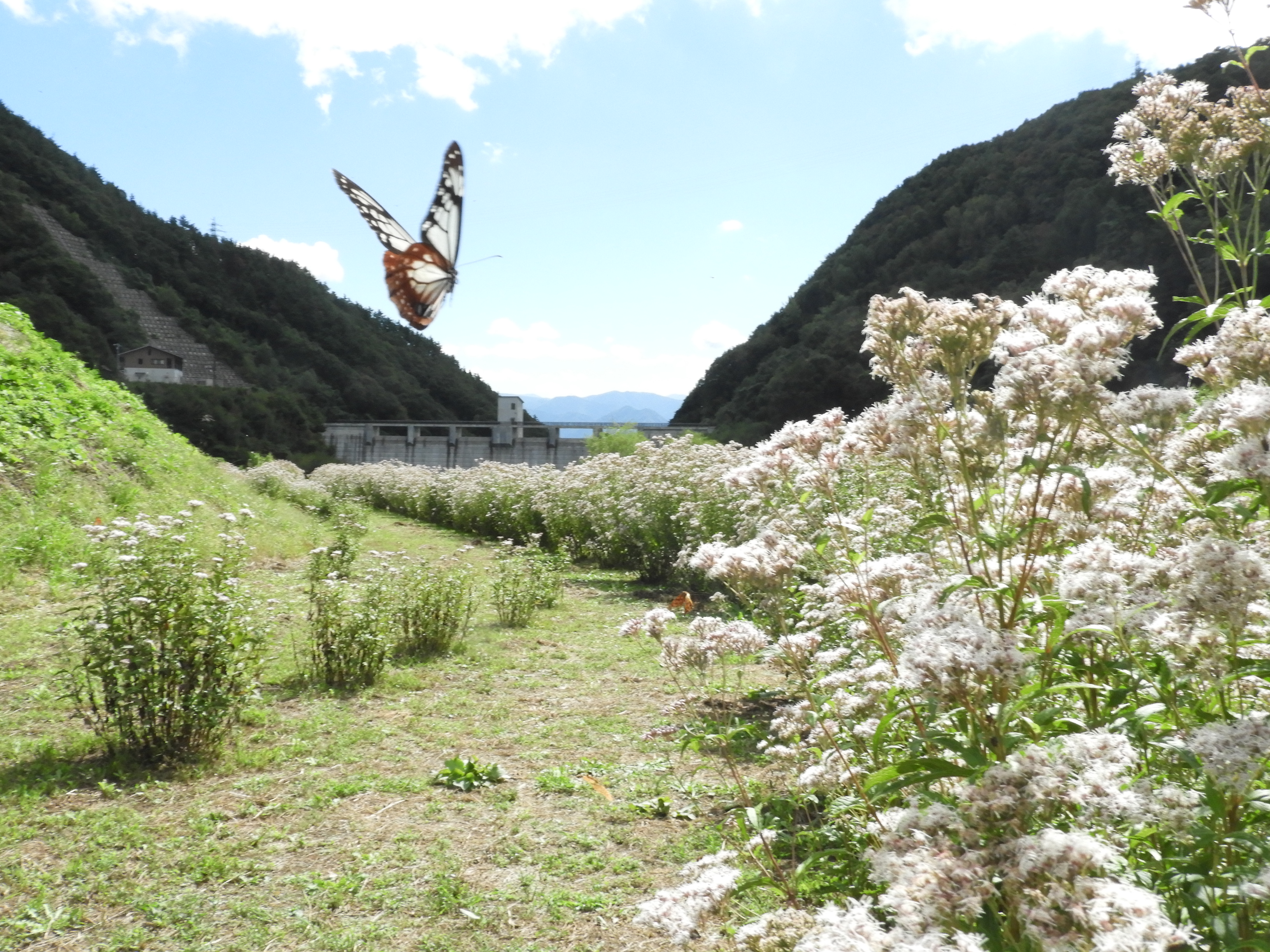 浅川ダムフジバカマ苑