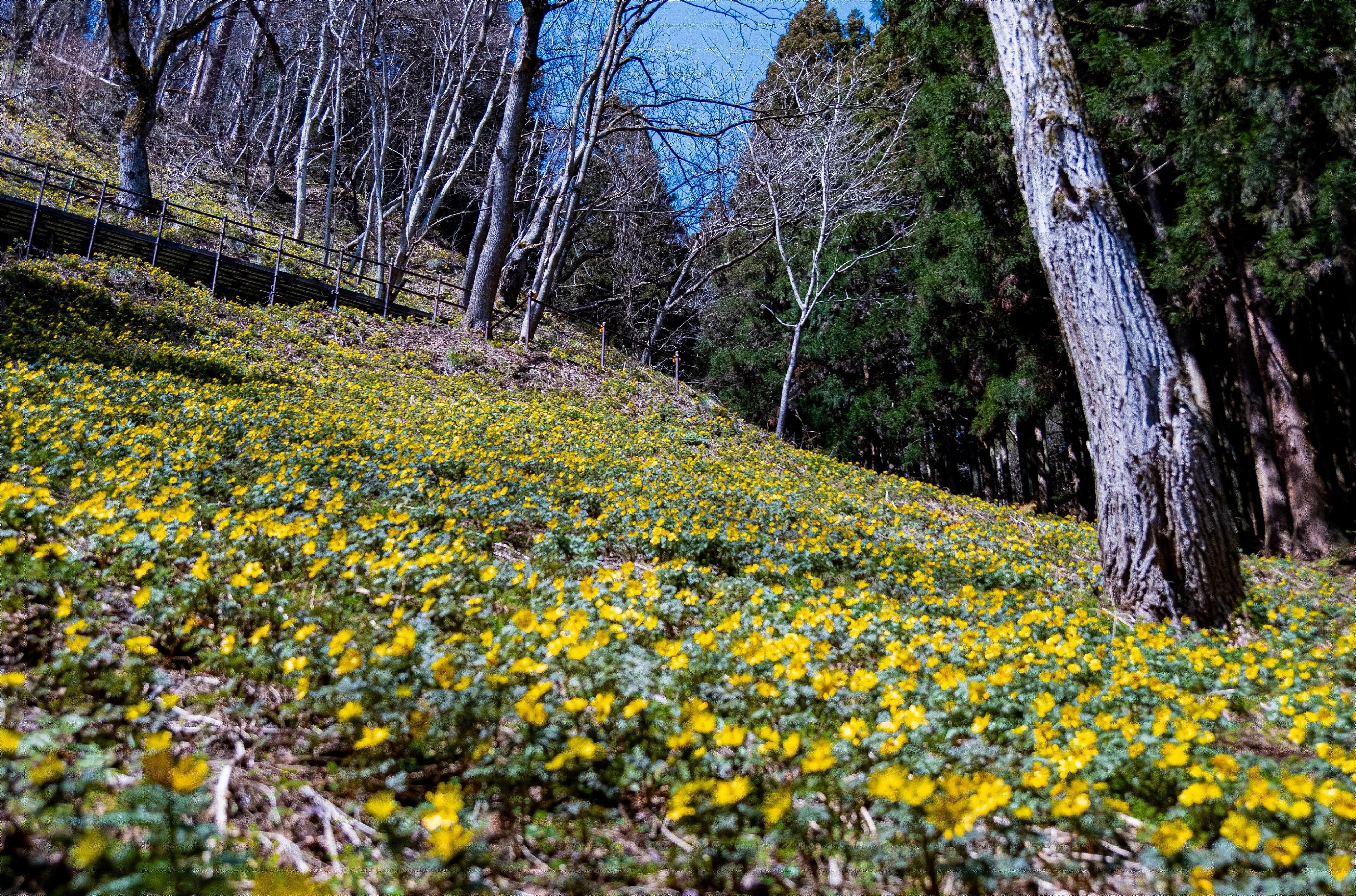 七二会小坂の福寿草群生地