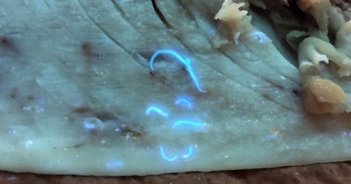 アニサキスの虫体の写真