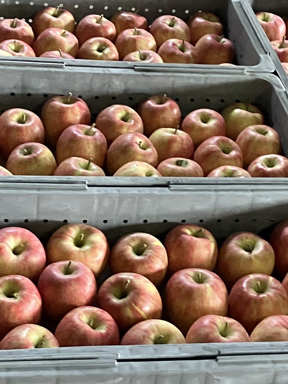 収穫後のリンゴ