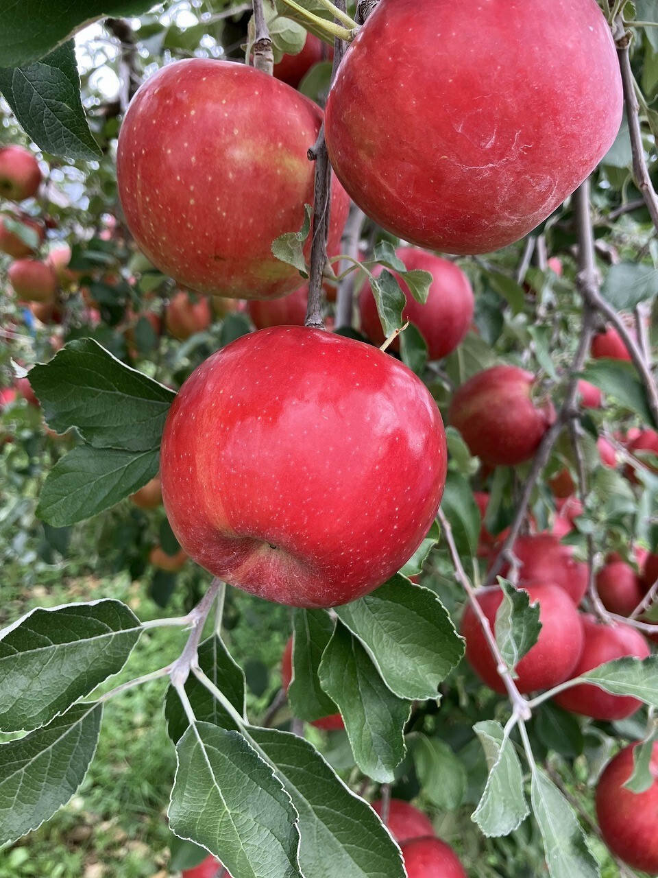 真っ赤に実ったリンゴ