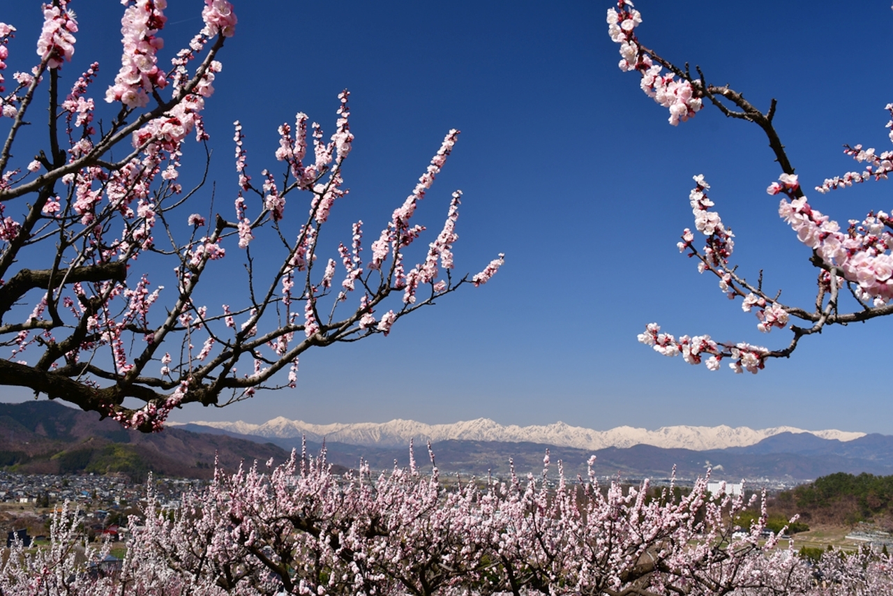 松代東条あんず畑
