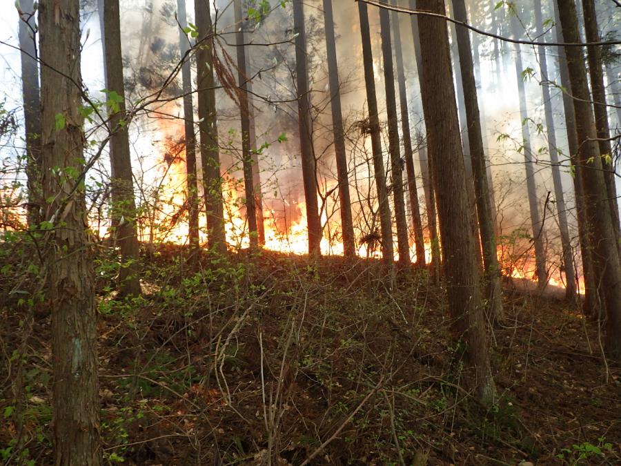 林野火災の写真