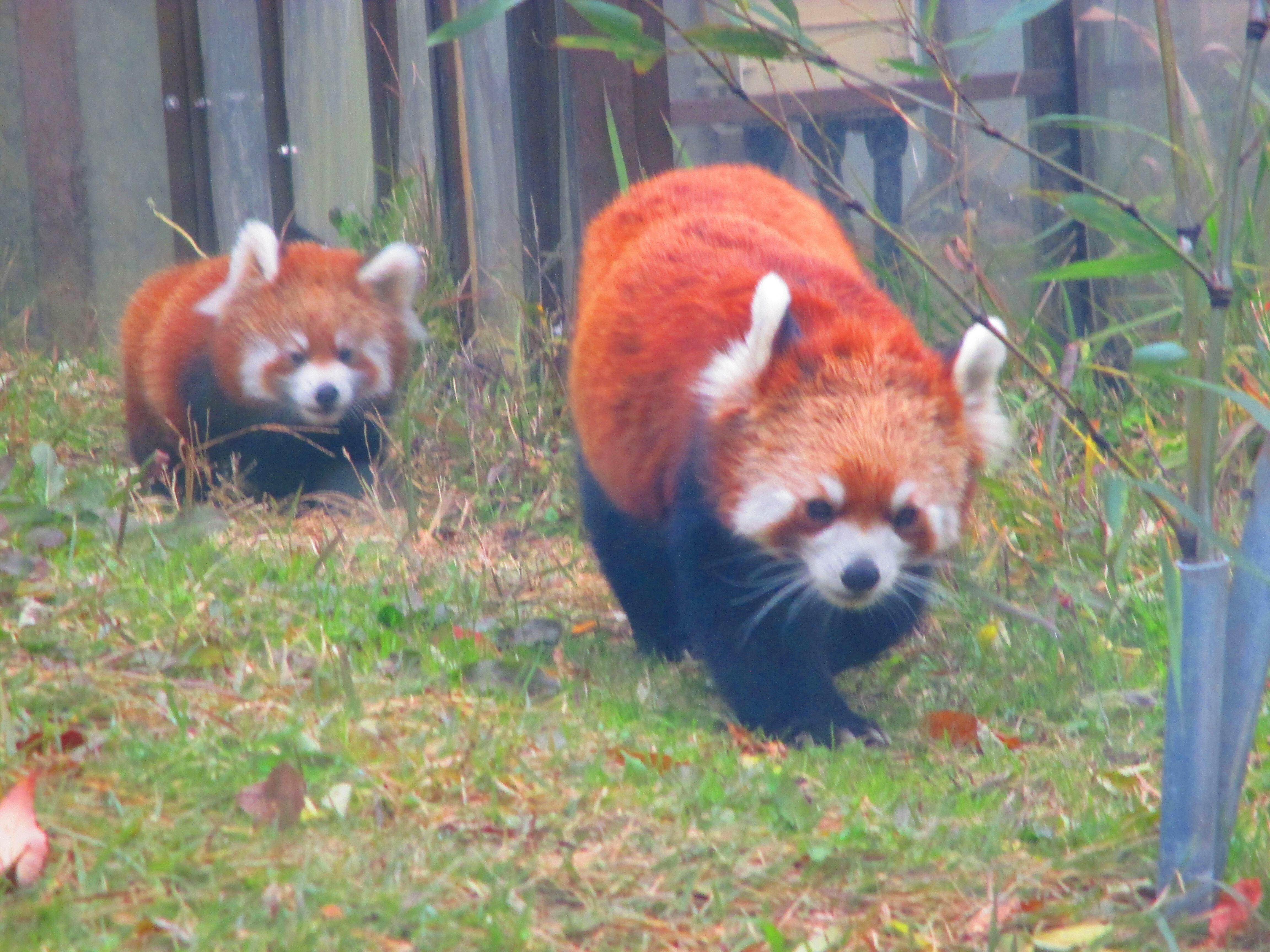 「ミルク」の後ろを付いて歩くミロ