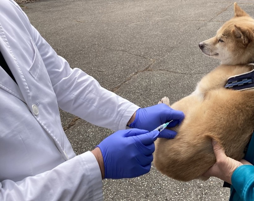 狂犬病予防集合注射の写真