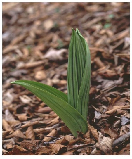 バイケイソウの写真
