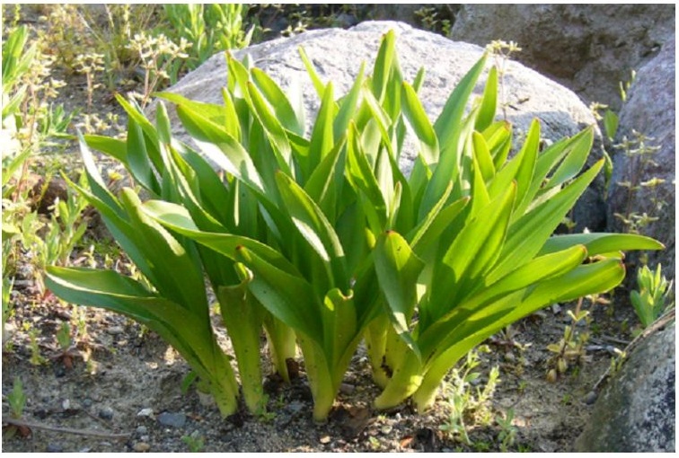 イヌサフランの写真