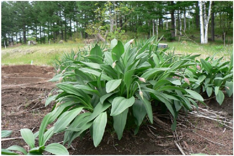 ギョウジャニンニクの写真