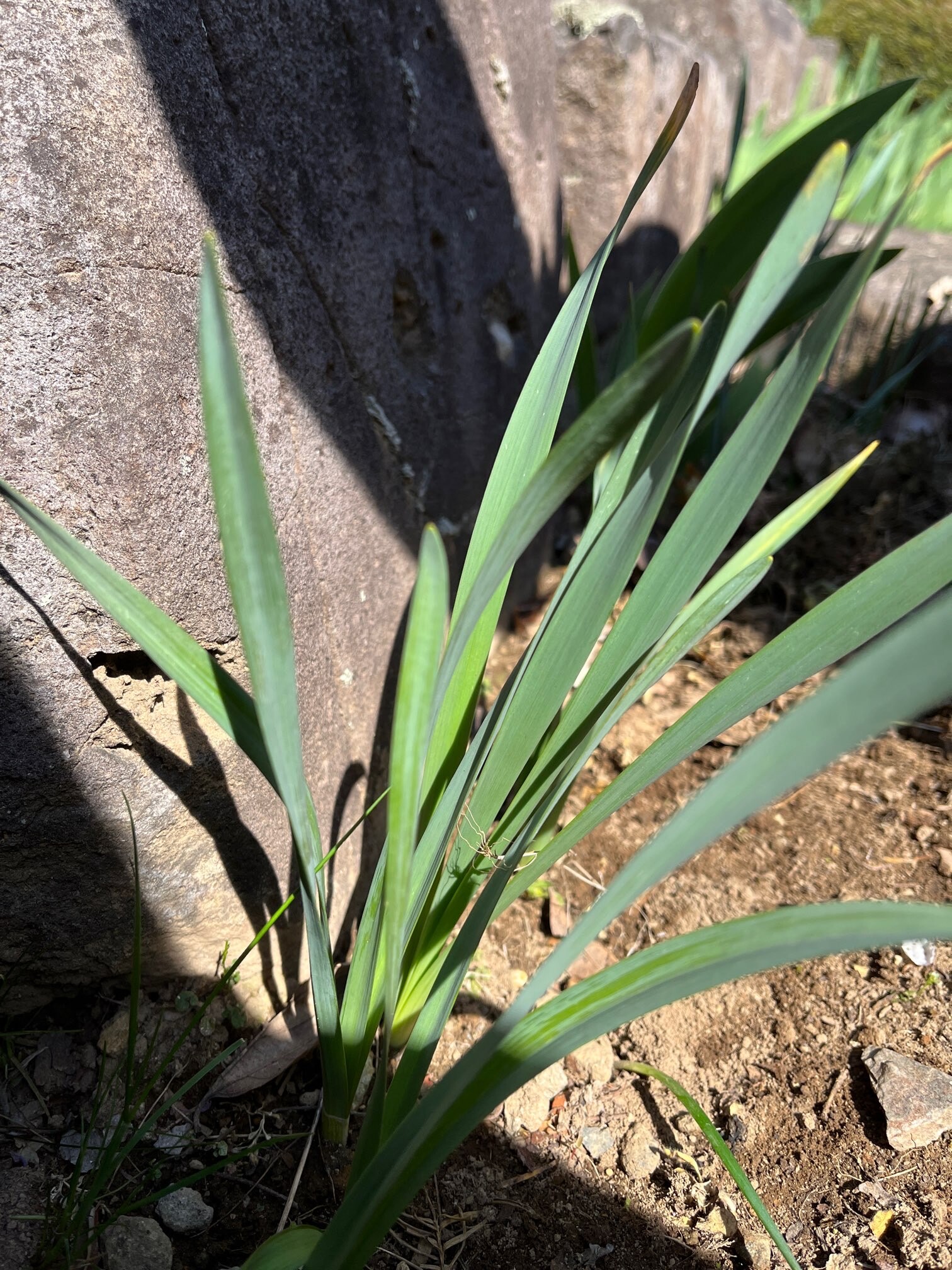 スイセンの写真