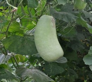 ユウガオの写真